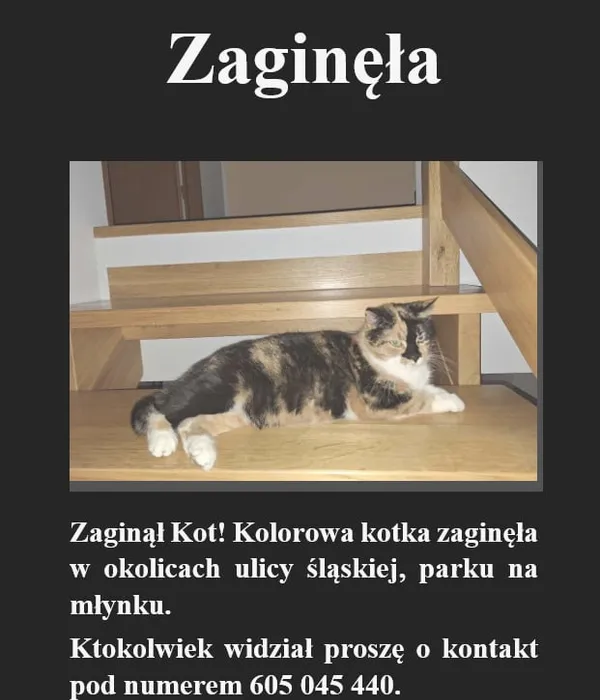 Zaginął kot, Łódź, 27 marca 2024