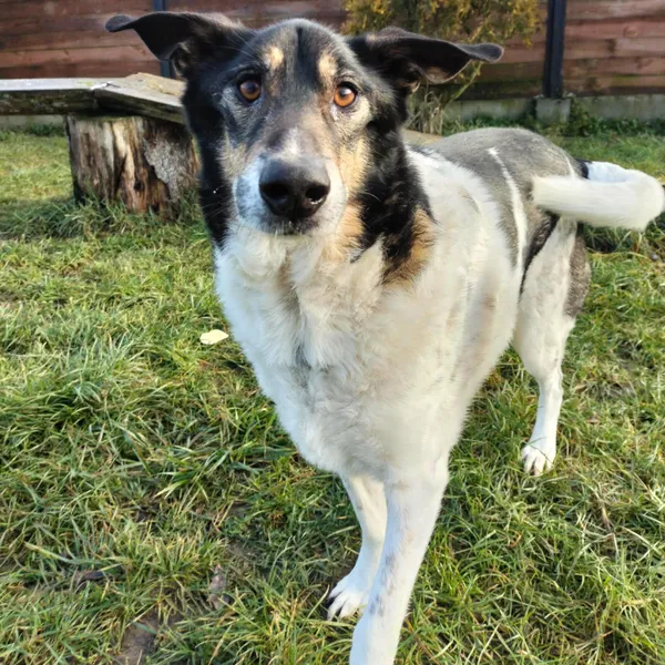 Znaleziono kota, Chojnice, 26 marca 2024 (1/2)