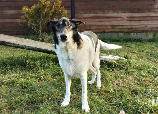 Znaleziono kota, Chojnice, 26 marca 2024 (2/2)