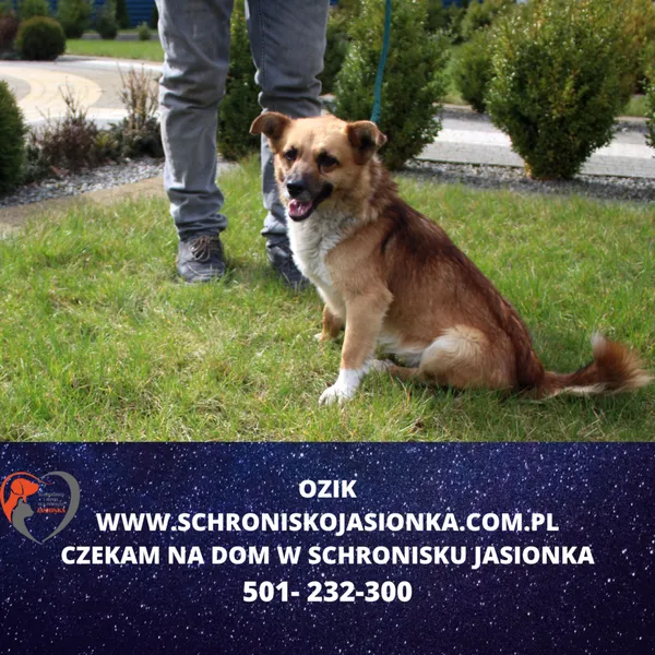 Znaleziono psa, Dębniak, 28 marca 2024