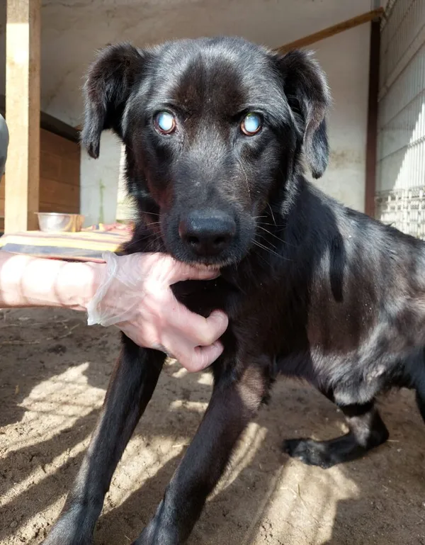 Pies do adopcji, Przyborówko, 20 maja 2025 (1/5)