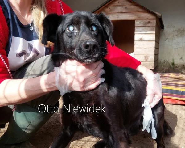 Pies do adopcji, Przyborówko, 20 maja 2025 (4/5)