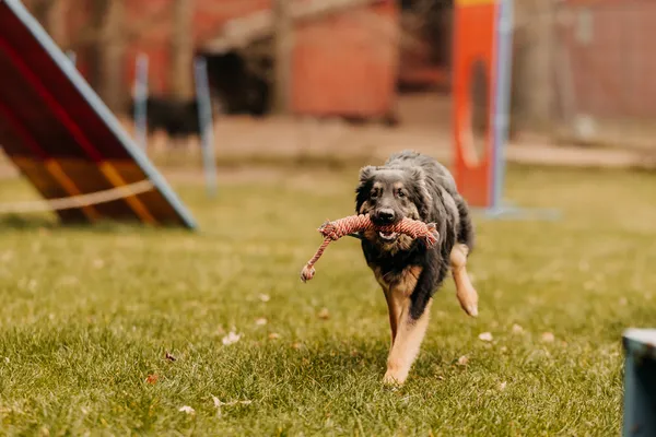 Pies do adopcji, Czartki, 29 marca 2024 (3/5)