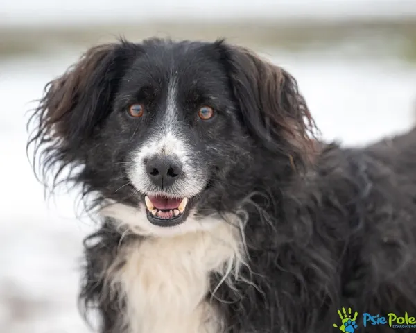 Pies do adopcji, Racławice, 25 marca 2024 (2/5)