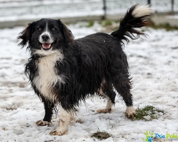 Pies do adopcji, Racławice, 25 marca 2024 (3/5)