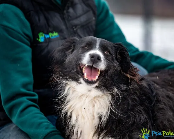 Pies do adopcji, Racławice, 25 marca 2024 (4/5)