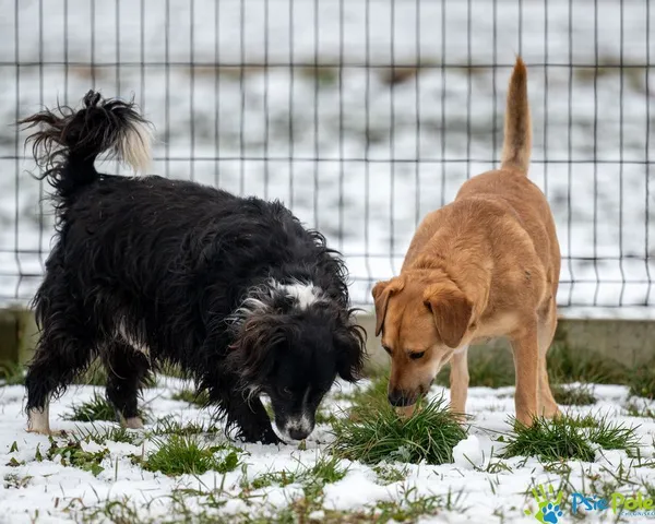 Pies do adopcji, Racławice, 25 marca 2024 (5/5)