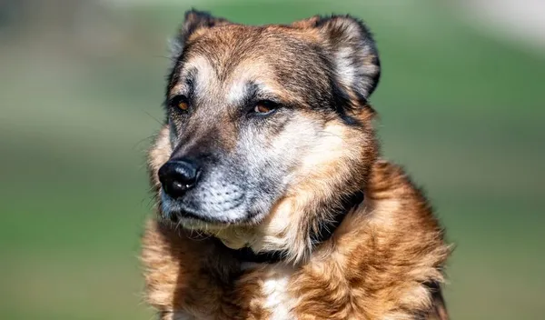 Pies do adopcji, Racławice, 27 marca 2024 (1/5)