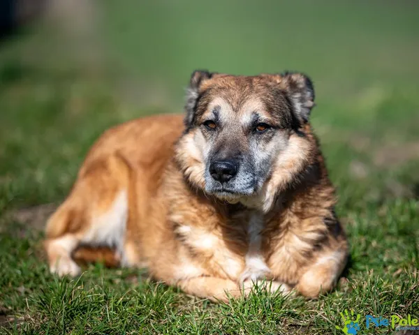 Pies do adopcji, Racławice, 27 marca 2024 (3/5)