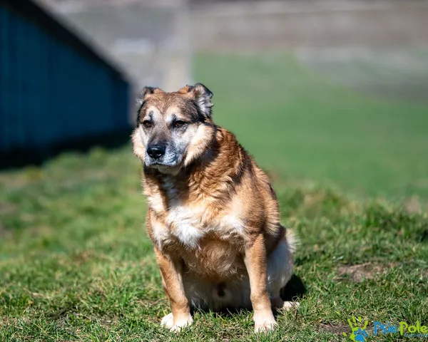 Pies do adopcji, Racławice, 27 marca 2024 (5/5)