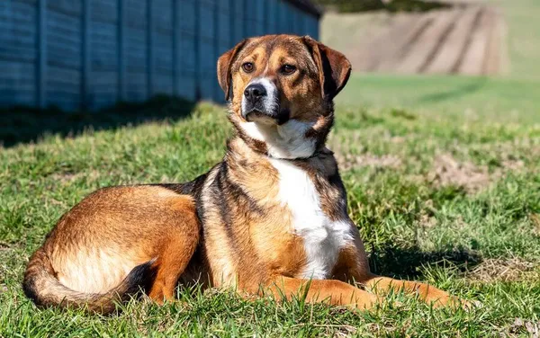 Pies do adopcji, Racławice, 27 marca 2024 (1/5)