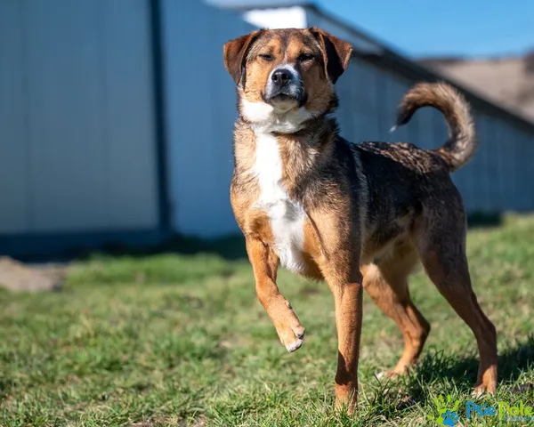 Pies do adopcji, Racławice, 27 marca 2024 (4/5)