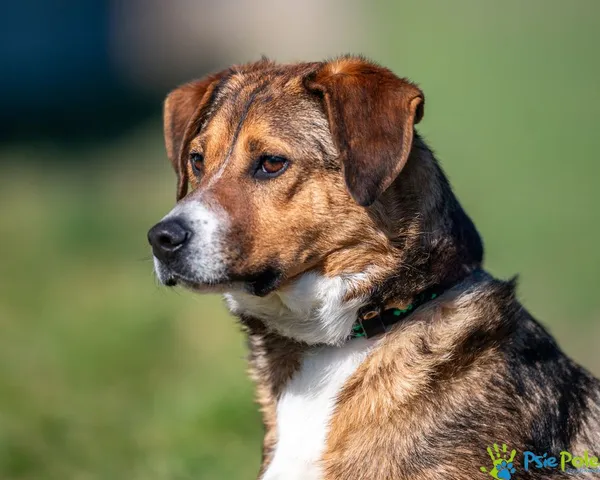 Pies do adopcji, Racławice, 27 marca 2024 (5/5)