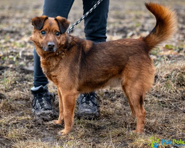 Pies do adopcji, Racławice, 28 marca 2024 (3/5)