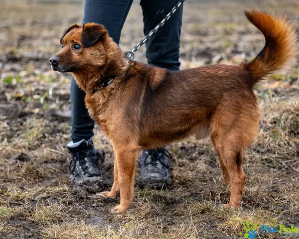 Pies do adopcji, Racławice, 28 marca 2024 (4/5)