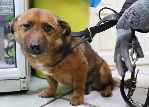 Znaleziono psa, Łódź, 17 kwietnia 2025 (1/5)