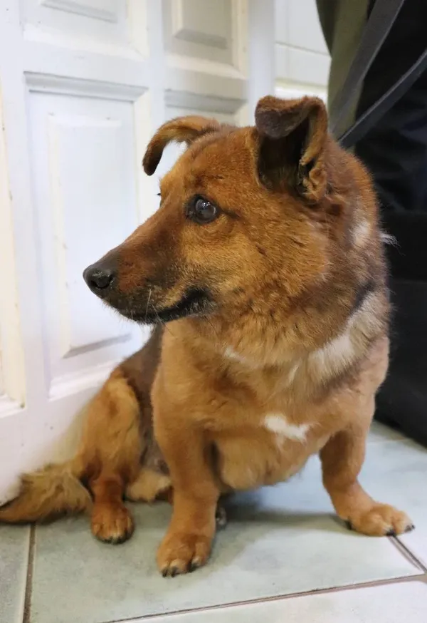 Znaleziono psa, Łódź, 17 kwietnia 2025 (5/5)