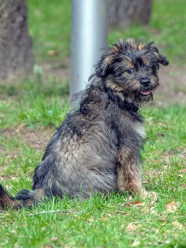 Pies do adopcji, Sopot, 2 kwietnia 2024 (2/5)