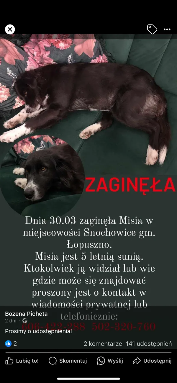 Zaginął pies, Snochowice, 2 kwietnia 2024