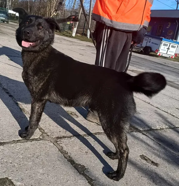 Znaleziono psa, Pieckowo, 2 kwietnia 2024 (2/2)