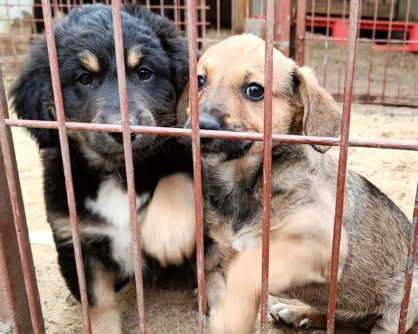 Pies do adopcji, Przyborówko, 2 kwietnia 2024