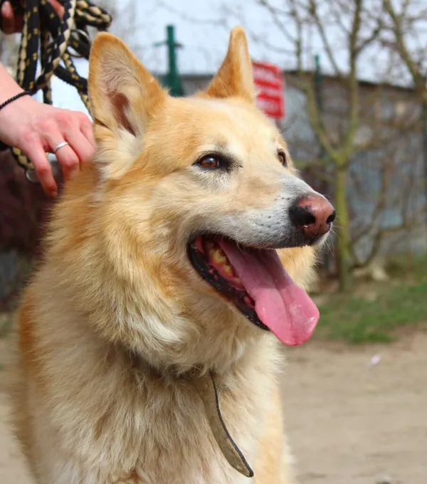 Pies do adopcji, Przyborówko, 2 kwietnia 2024 (1/3)