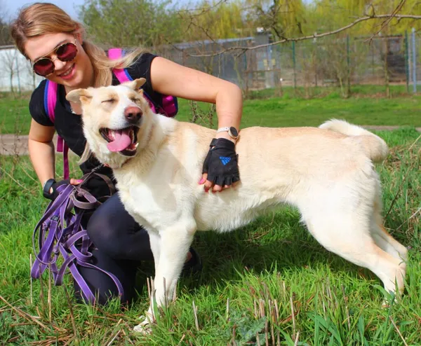 Pies do adopcji, Przyborówko, 5 lutego 2025 (1/5)