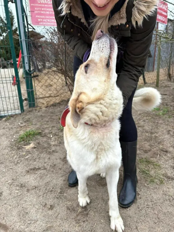 Pies do adopcji, Przyborówko, 5 lutego 2025 (4/5)