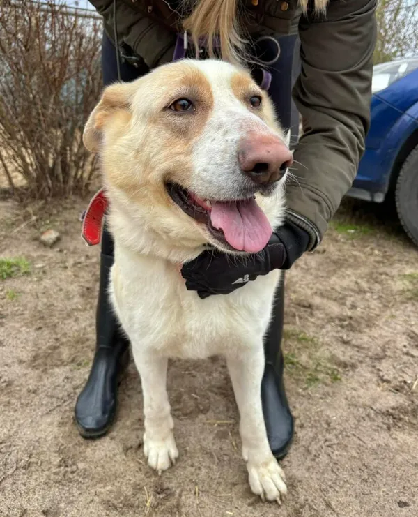 Pies do adopcji, Przyborówko, 5 lutego 2025 (5/5)