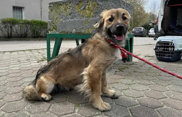 Znaleziono psa, Toruń, 1 kwietnia 2024