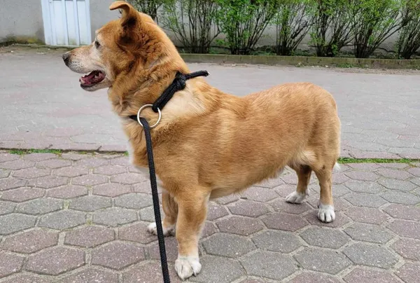 Znaleziono psa, Toruń, 1 kwietnia 2024