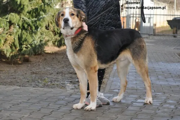 Pies do adopcji, Nowy Dwór Mazowiecki, 3 kwietnia 2024 (2/5)