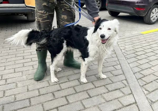 Znaleziono psa, Bydgoszcz, 3 kwietnia 2024