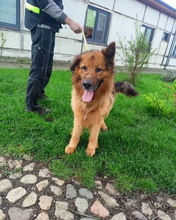 Znaleziono psa, Młodolino, 2 kwietnia 2024