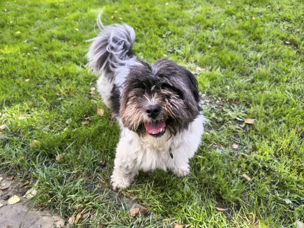 Pies do adopcji, Chojnice, 26 sierpnia 2022 (1/5)