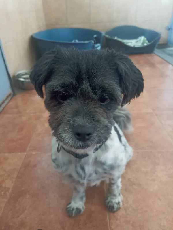 Pies do adopcji, Chojnice, 26 sierpnia 2022 (3/5)