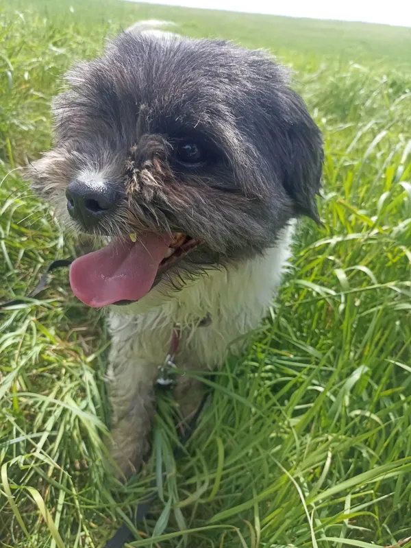 Pies do adopcji, Chojnice, 26 sierpnia 2022 (5/5)