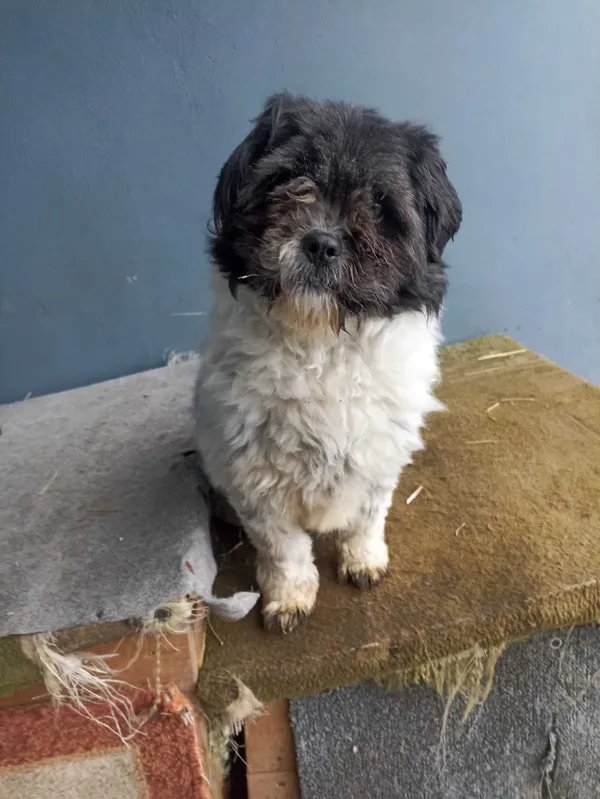 Pies do adopcji, Chojnice, 26 sierpnia 2022 (2/5)