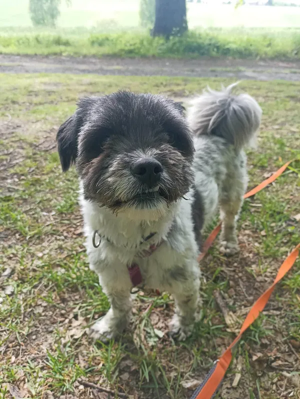 Pies do adopcji, Chojnice, 26 sierpnia 2022 (4/5)