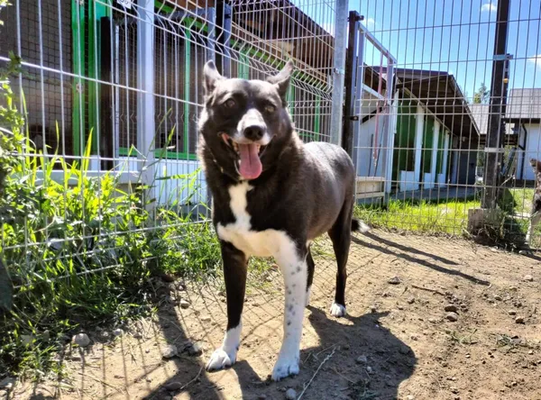 Pies do adopcji, Chojnice, 26 sierpnia 2022 (2/2)