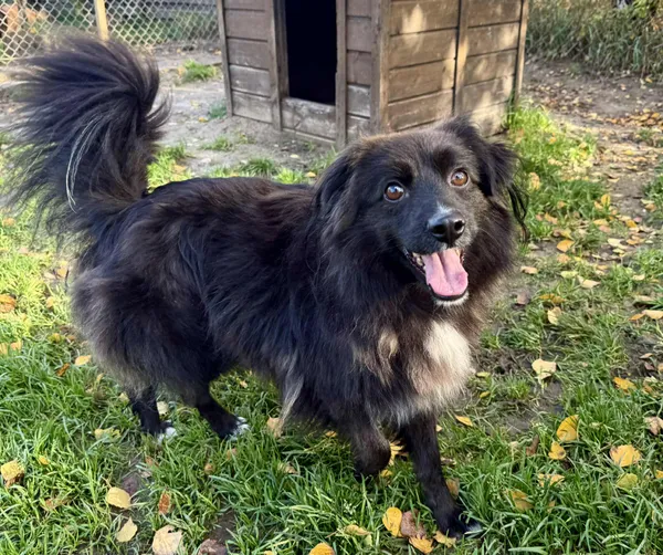 Pies do adopcji, Chojnice, 26 stycznia 2023 (1/4)