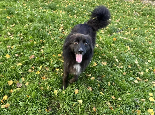 Pies do adopcji, Chojnice, 26 stycznia 2023 (2/4)