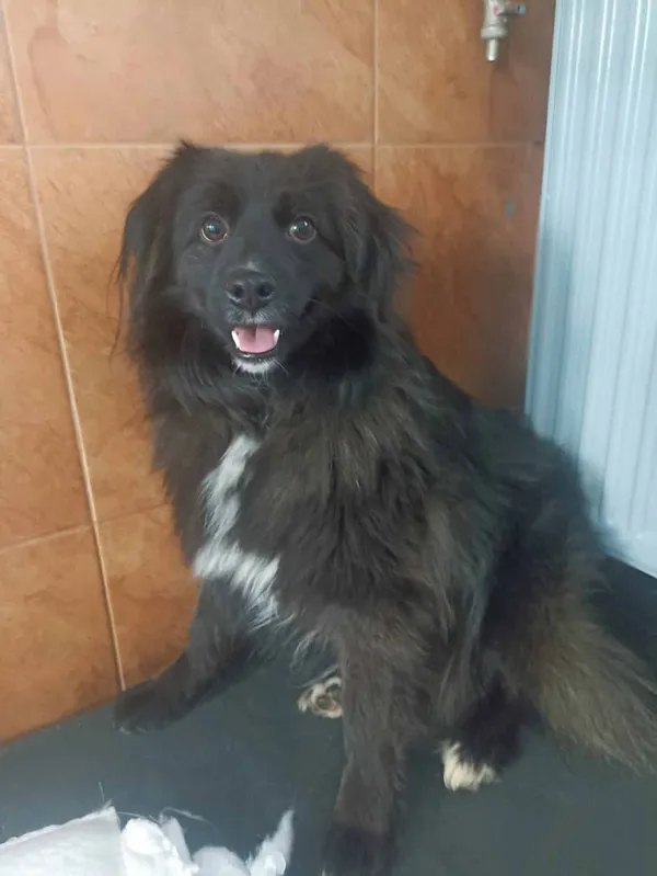 Pies do adopcji, Chojnice, 26 stycznia 2023 (4/4)