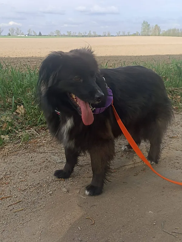 Pies do adopcji, Chojnice, 26 stycznia 2023 (3/4)