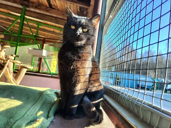 Kot do adopcji, Chojnice, 25 października 2023 (1/4)