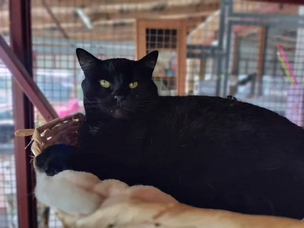 Kot do adopcji, Chojnice, 25 października 2023 (2/4)