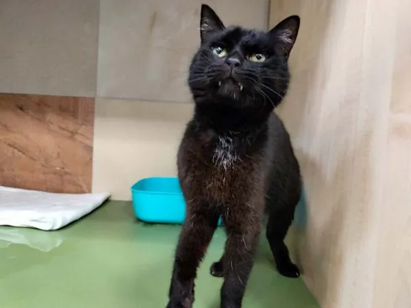 Kot do adopcji, Chojnice, 25 października 2023 (3/4)