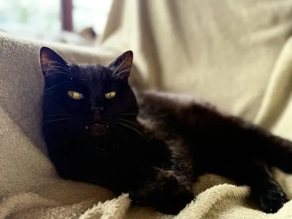 Kot do adopcji, Chojnice, 25 października 2023 (4/4)