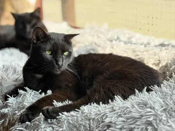 Kot do adopcji, Chojnice, 19 września 2022 (1/3)