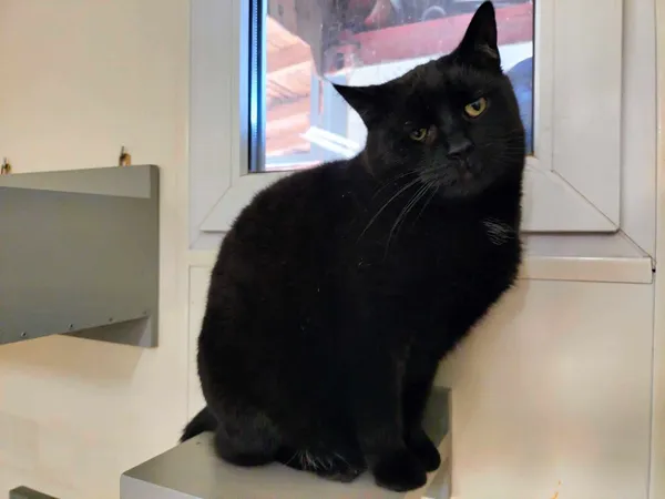 Kot do adopcji, Chojnice, 19 września 2022 (2/3)